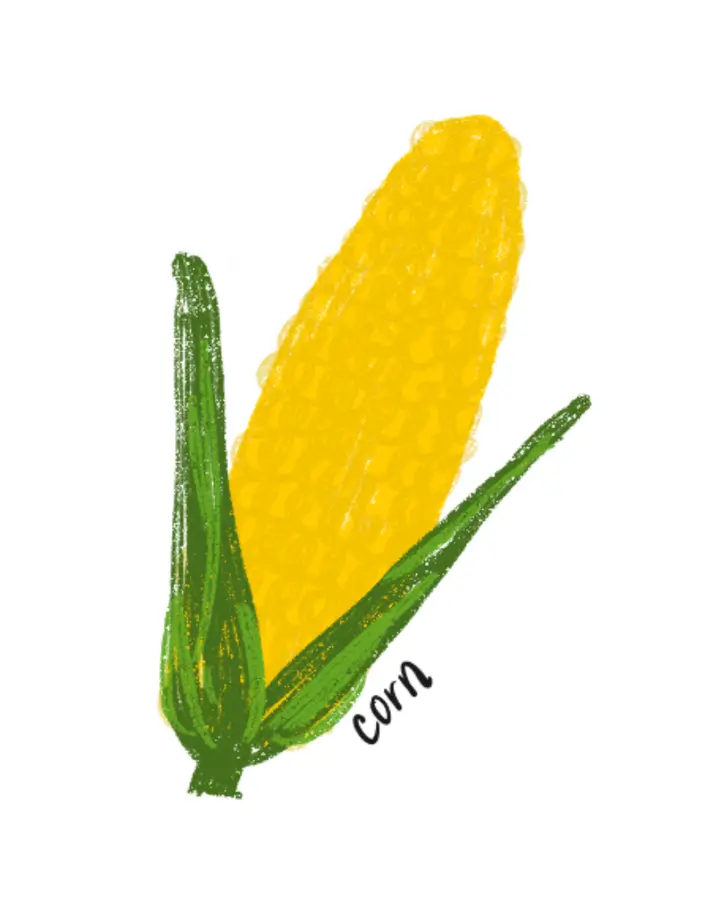 An ear of yellow corn in its green husk
