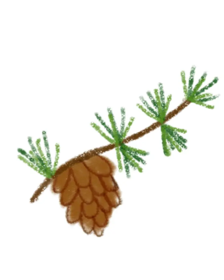 A pine cone on a green pine branch