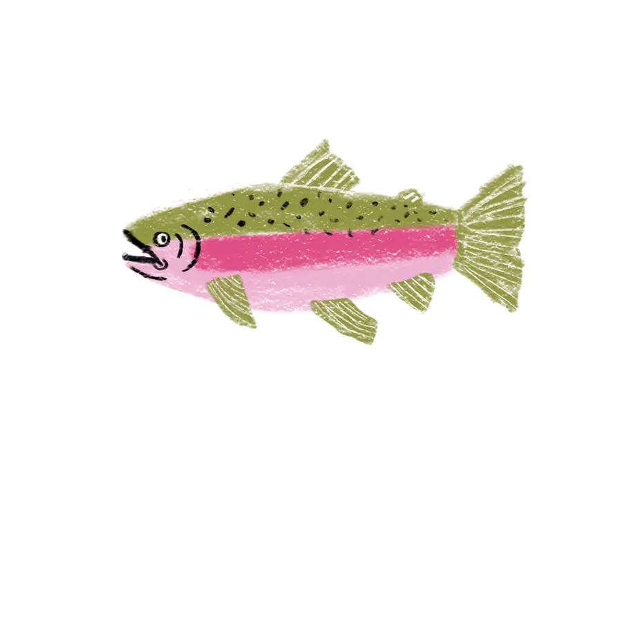 A rainbow trout with a pink stripe